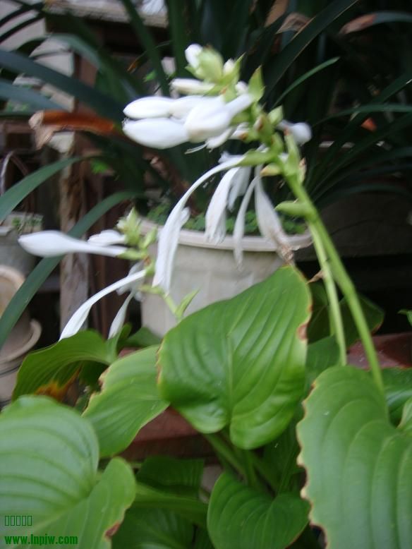 DSC05448.JPG
