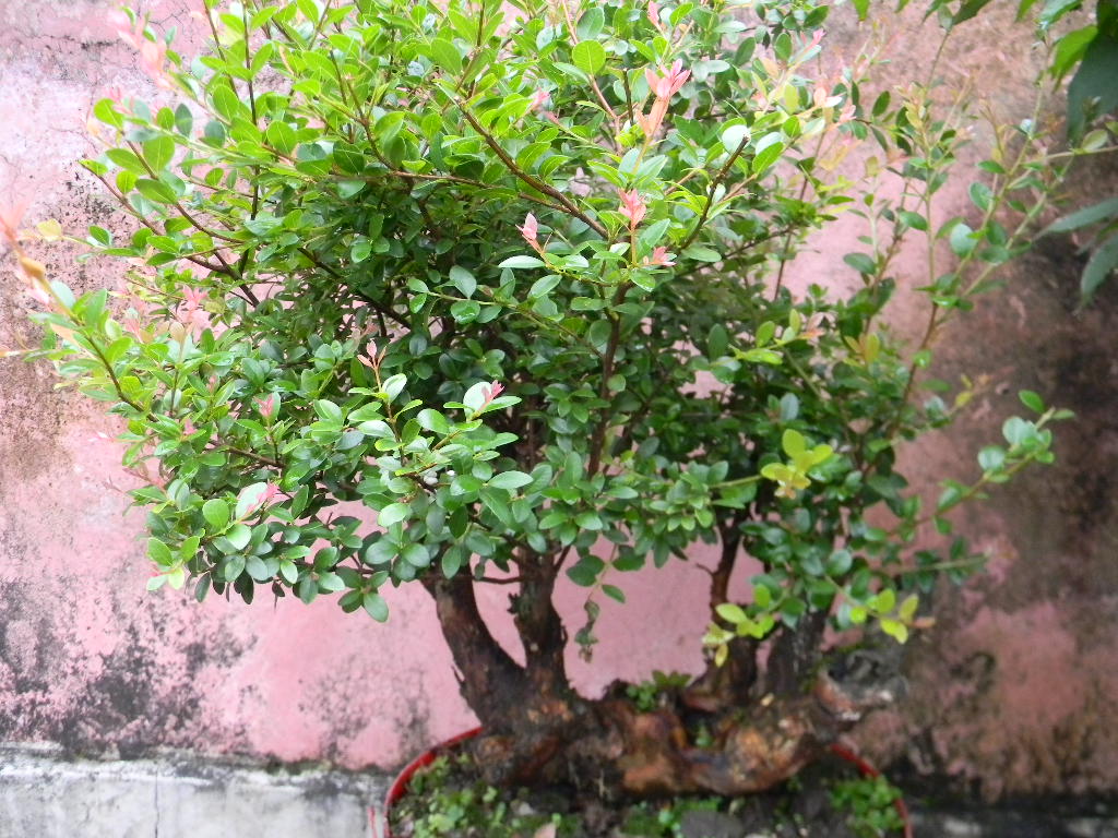 20130614.JPG