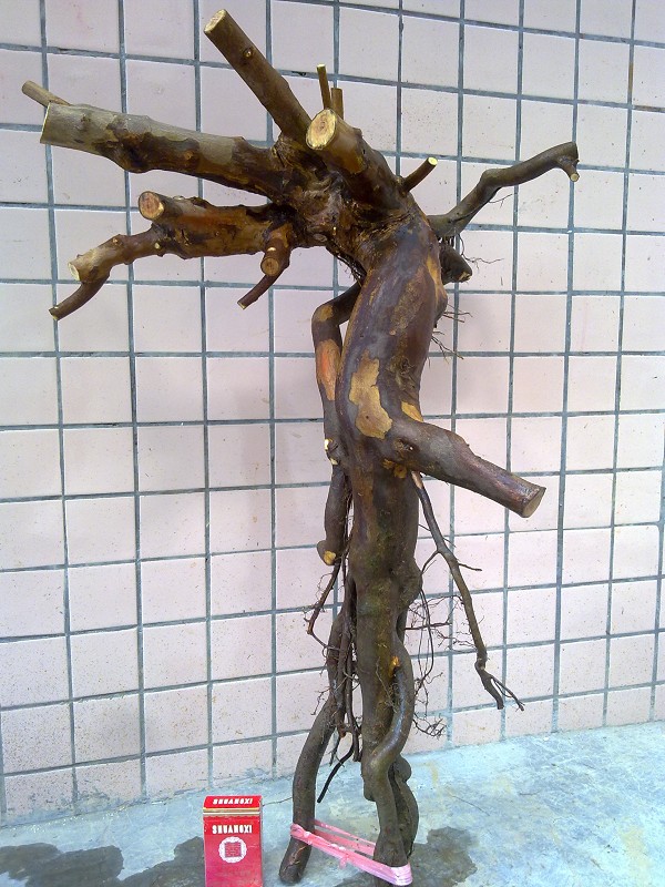 Ƭ485.jpg