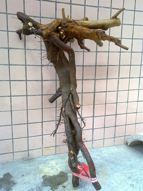 Ƭ490.jpg