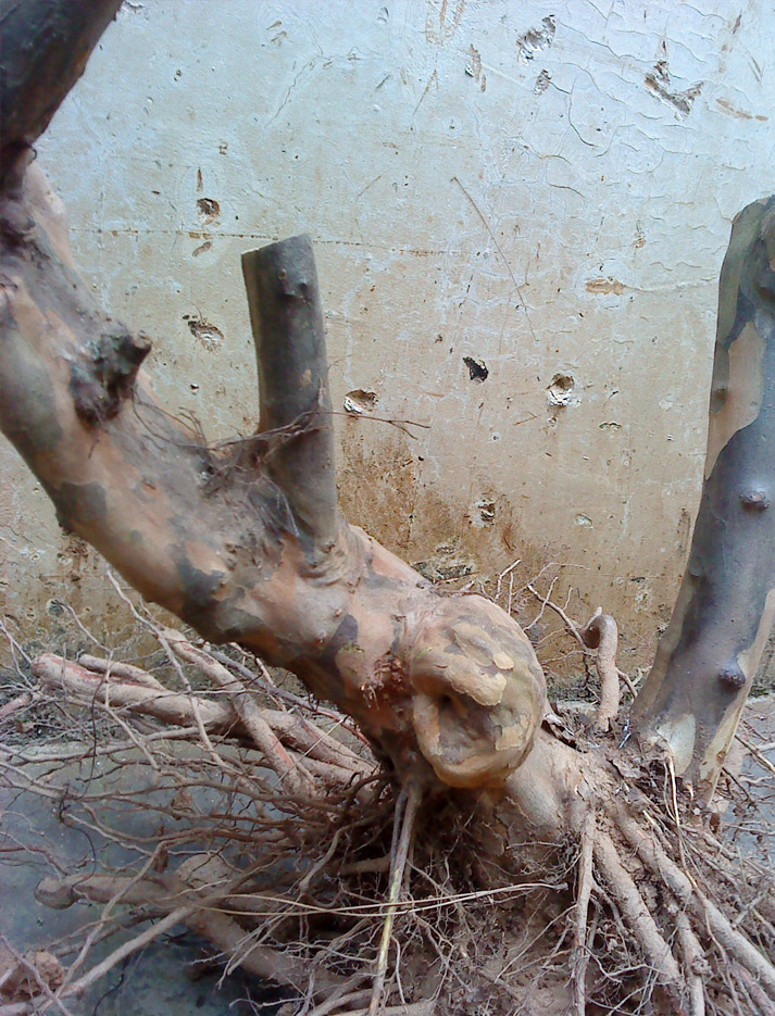 ȸ÷-3.jpg
