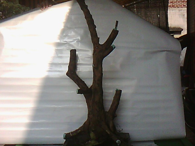 IMG10810.jpg