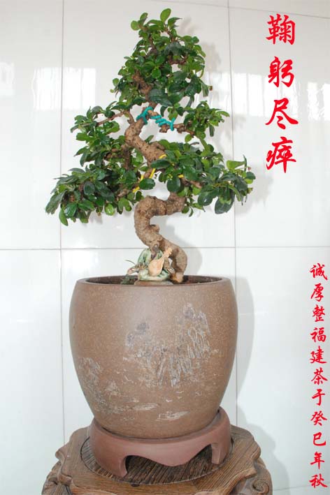 裨С.jpg