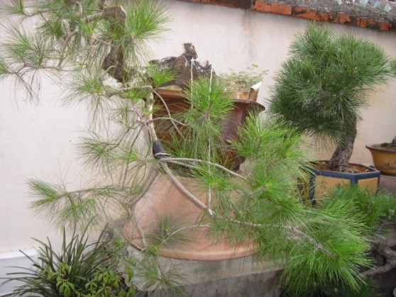 SDC13562.JPG