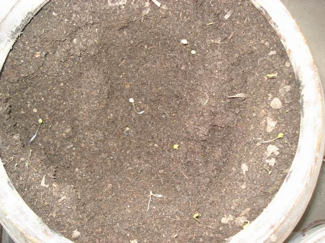 DSC01488.JPG