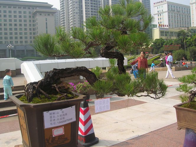 DSCN4390.JPG