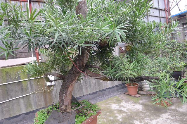 P1020450.JPG