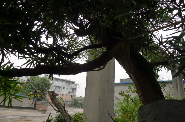 P1020453.JPG