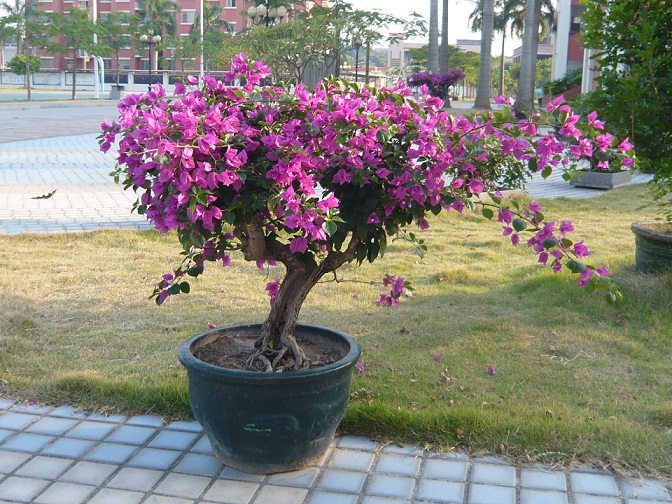 P1020792.JPG