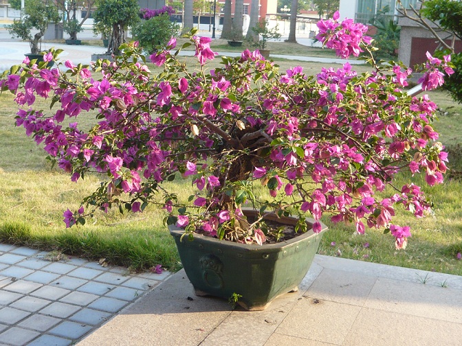 P1020794.JPG