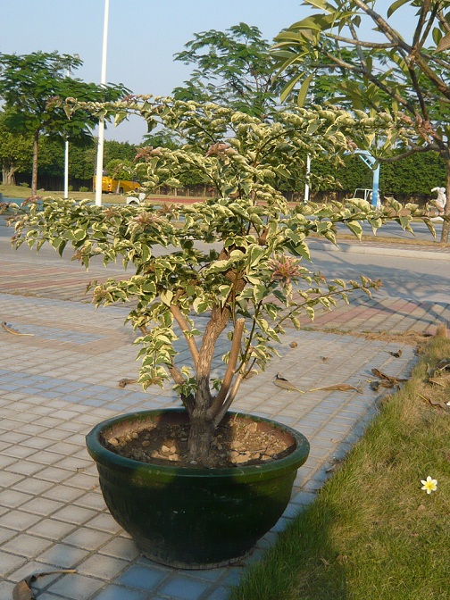 P1020797.JPG
