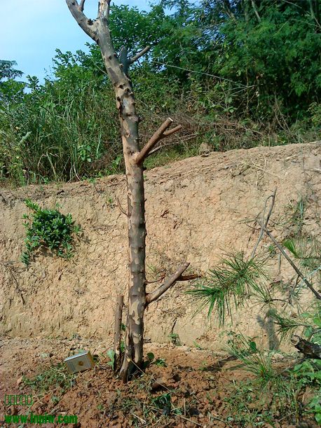 ȸ÷-5.jpg