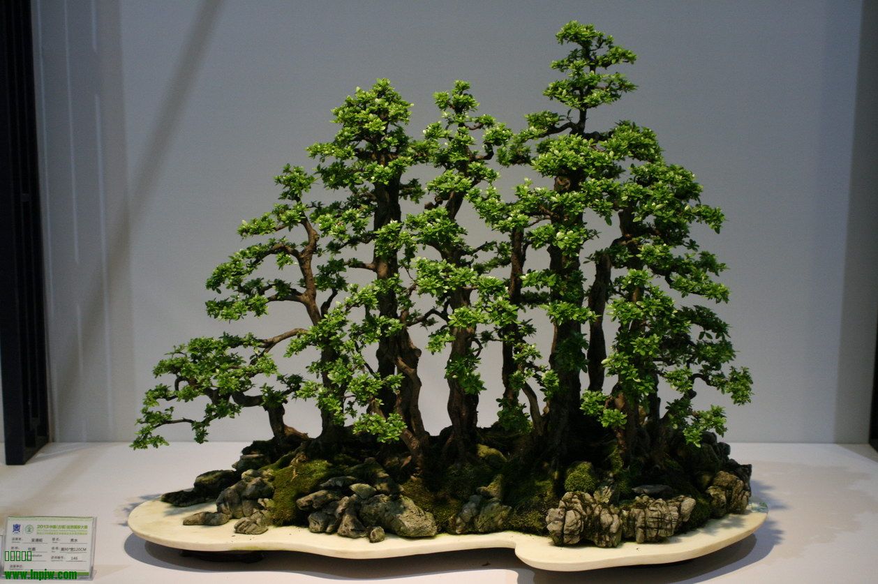 SBQ_20130929_1063.JPG