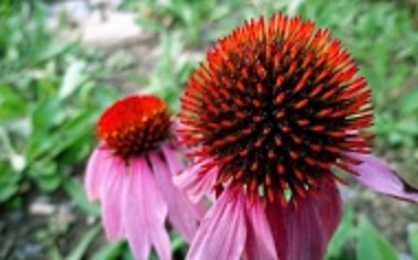 coneflower.jpg