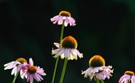 coneflower-008.jpg