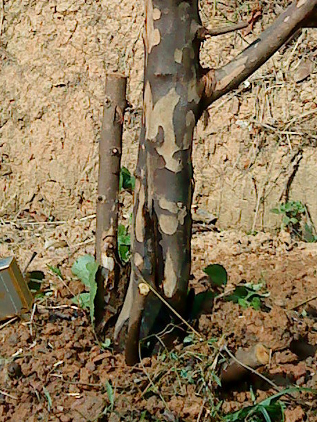 ȸ÷-6.jpg