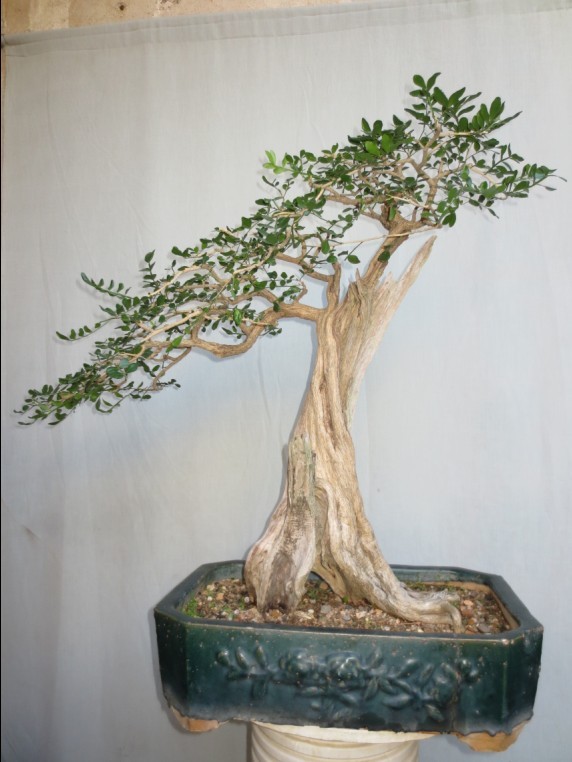 QQͼƬ20090908005912.jpg