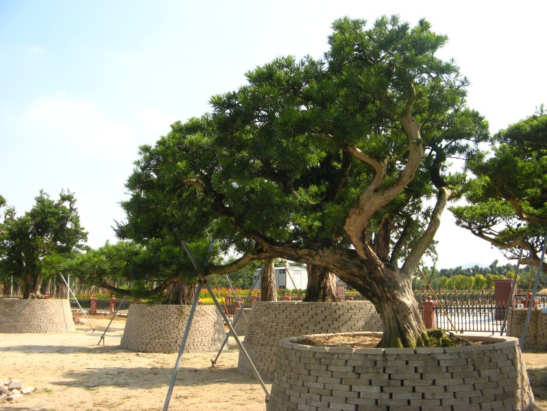 conew_img_7635.jpg