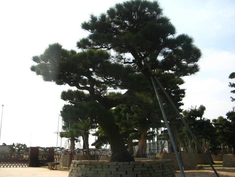 conew_img_7637.jpg