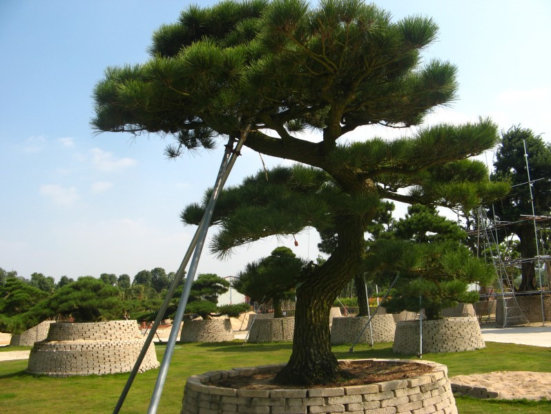 conew_img_7638.jpg