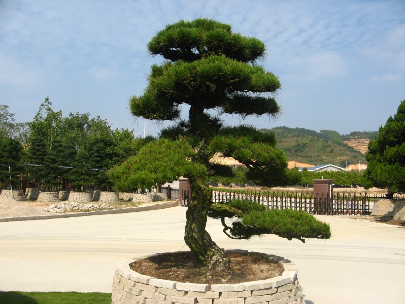 conew_img_7628.jpg