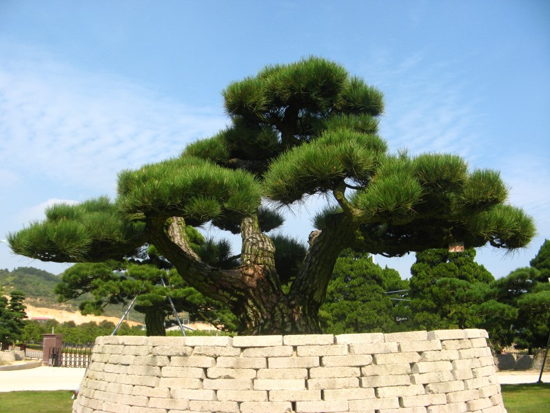 conew_img_7626.jpg