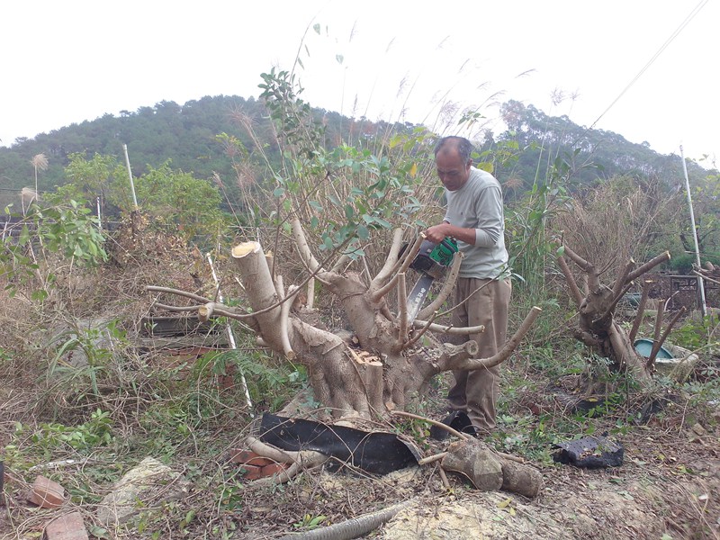 IMG20131103016.jpg
