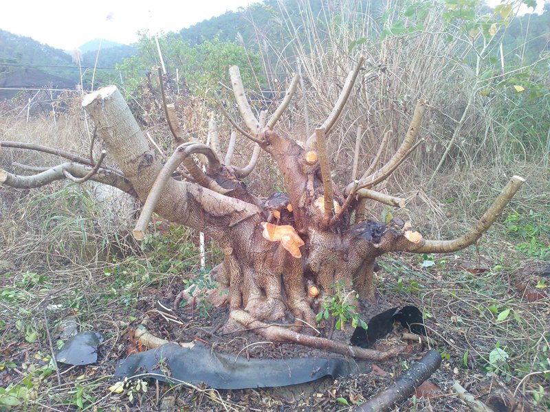 IMG20131103020.jpg
