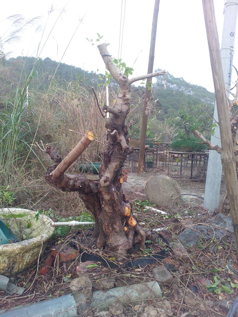 IMG20131103023.jpg