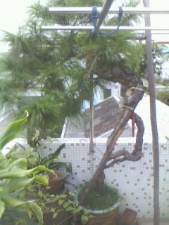 IMG0220A.jpg
