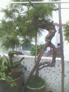 IMG0219A.jpg