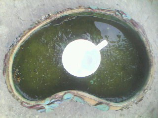 IMG0221A.jpg