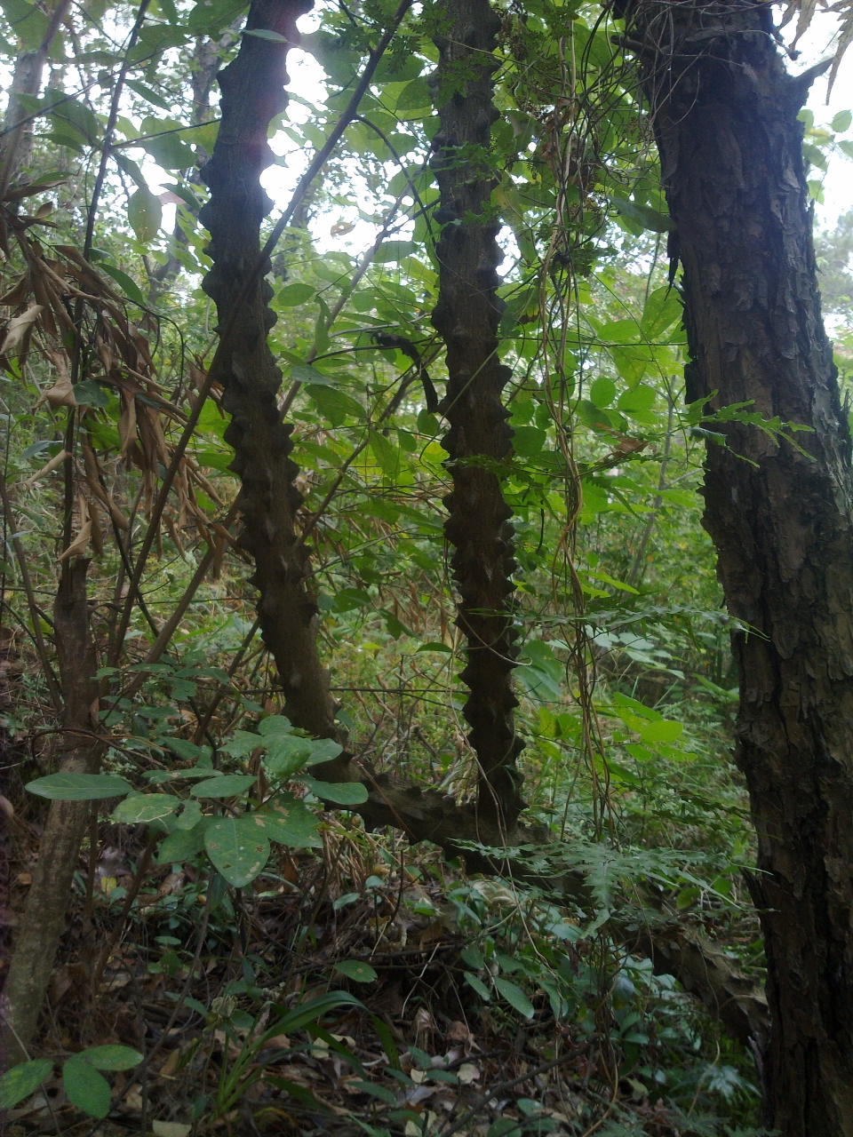 201311061343.jpg