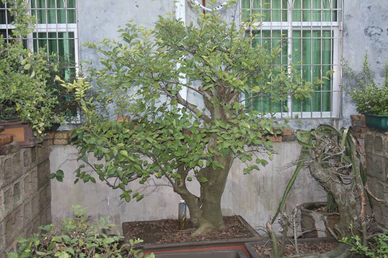 Ƭ11 157.jpg