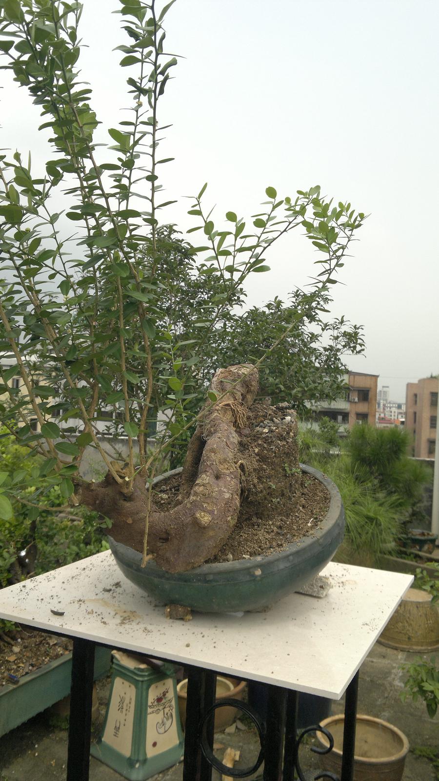 20120812833.jpg