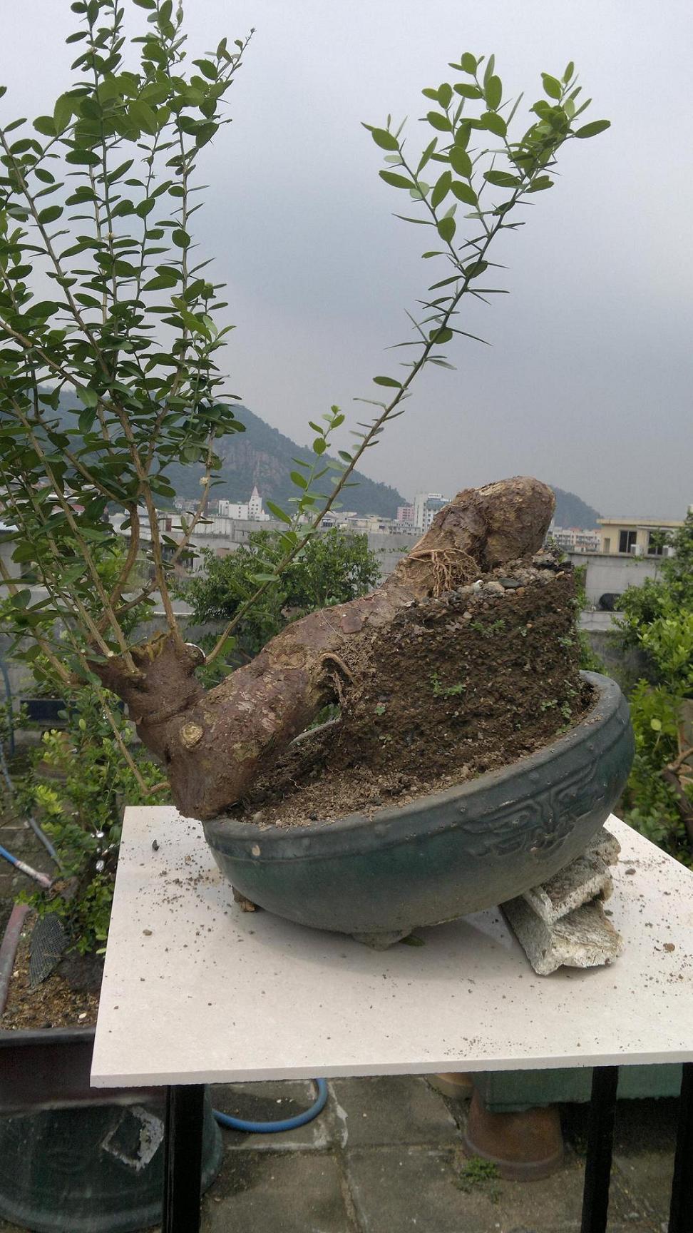 20120812835.jpg