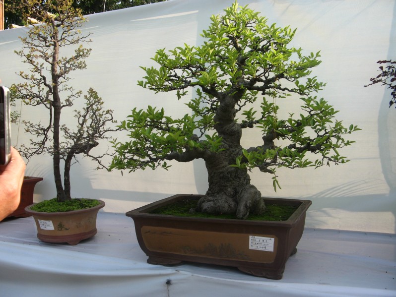 conew_img_7711.jpg