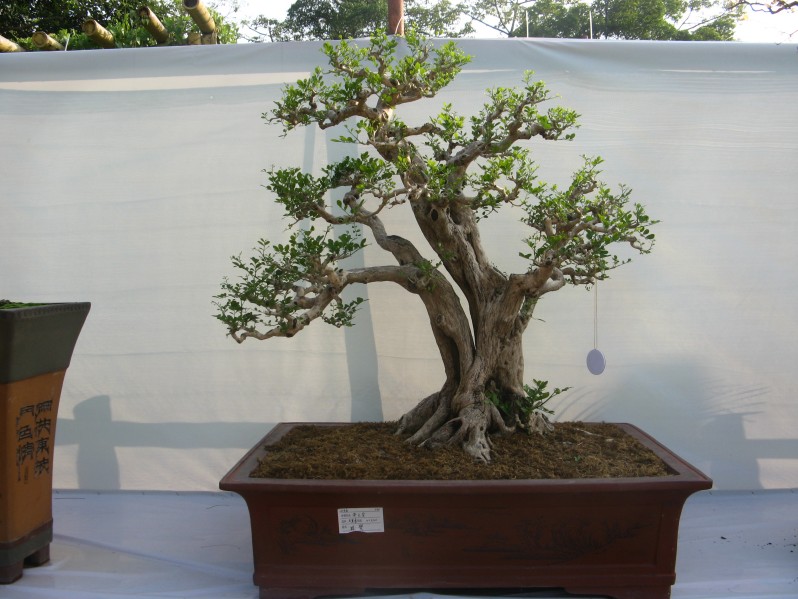 conew_img_7712.jpg