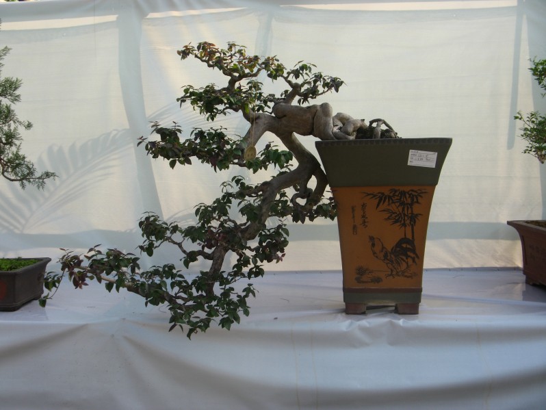 conew_img_7713.jpg