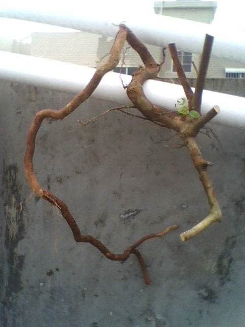 IMG1165A.jpg