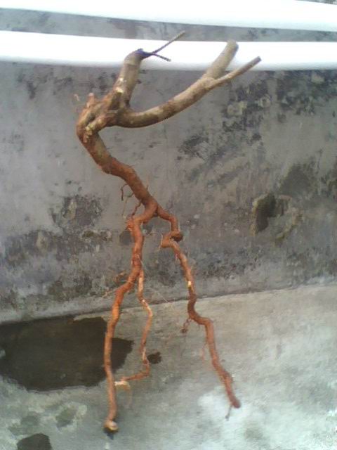 IMG1168A.jpg