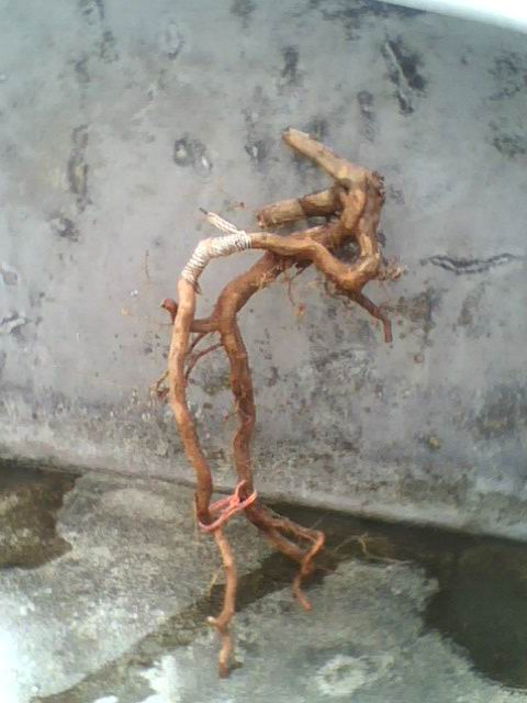 IMG1173A.jpg