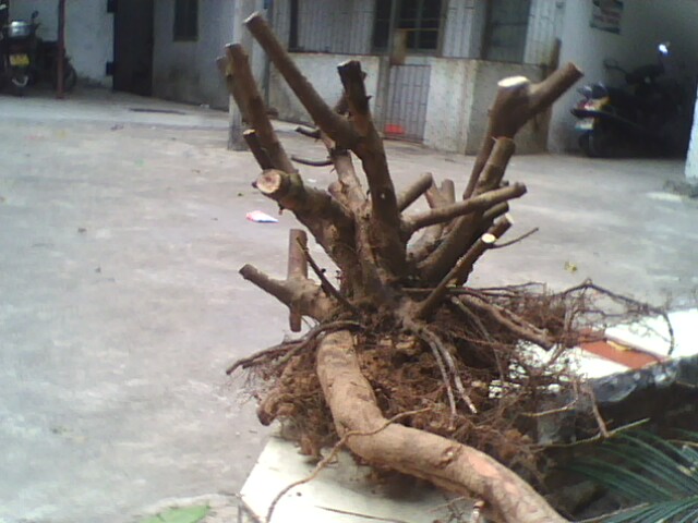 IMG1178A.jpg