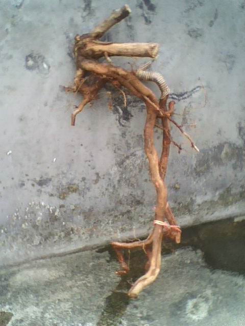 IMG1166A.jpg