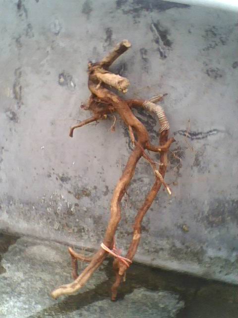 IMG1167A.jpg