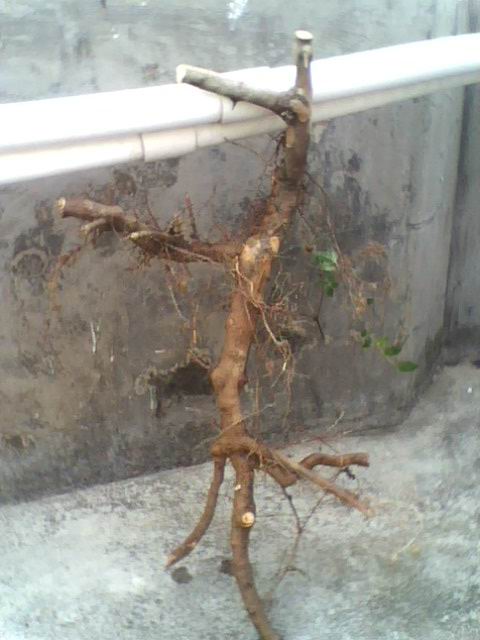 IMG1170A.jpg