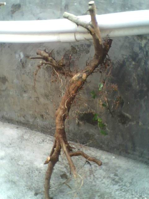 IMG1171A.jpg