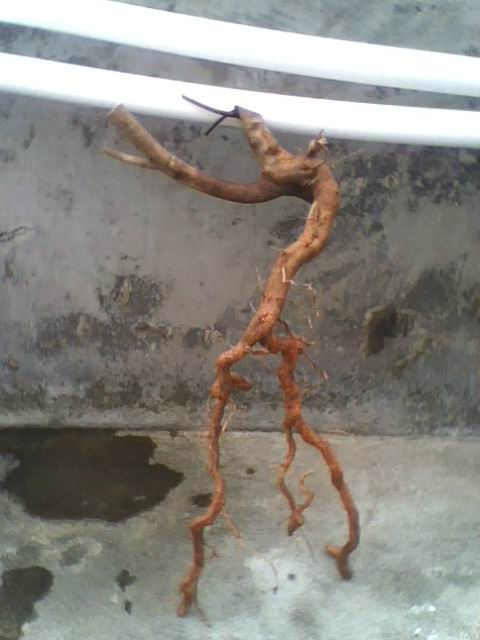 IMG1172A.jpg
