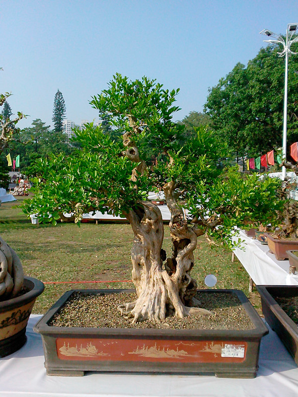 IMG20131108072_.jpg
