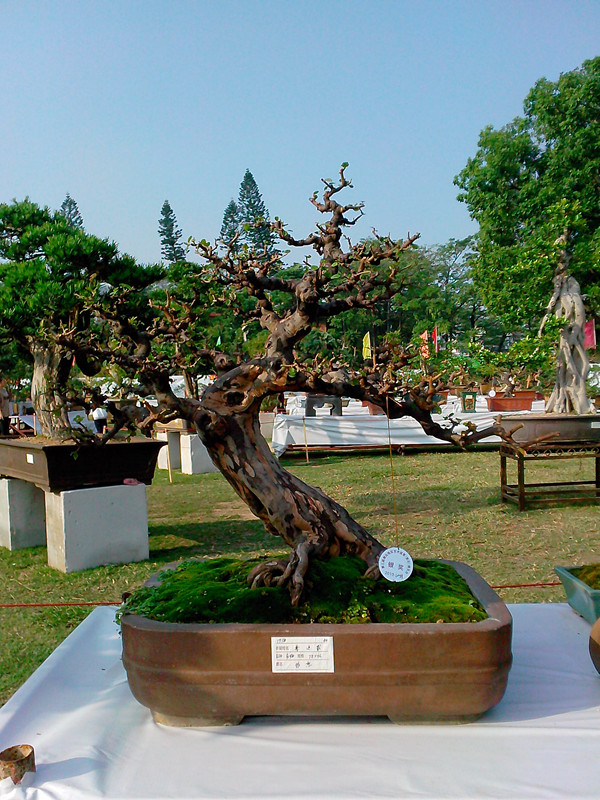 IMG20131108077_.jpg
